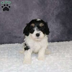 Zelda/Mini Sheepadoodle									Puppy/Female	/8 Weeks,Zelda is a mini sheepadoodle puppy! That loves to be cuddle and will be running around after you where ever you go! She is a Healthy little girl she was inspected by a veternarian on 2-16-24  if you would like to see her results i can send a photo of them to you! She is also up to date on all her Vaccines and Dewormer! And has also been Microcipped that is registered with Global Pet Security. 