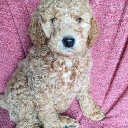Chance/Standard Poodle									Puppy/Male	/December 27th, 2023,Chance is a snuggle pup. He loves to play but also loves to snuggle on the couch. He especially loves belly rubs. 