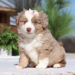 Oakley/Miniature Australian Shepherd									Puppy/Female	/9 Weeks,Oakley is a gorgeous AKC registered Miniature Australian Shepherd puppy with a super outgoing and friendly personality! To know her is to love her. She always comes running to greet you with the sweetest puppy kisses, just wiggling with excitement! She has an infectious, happy energy and a love for adventures. Anywhere you dream of going, she is ready to join you. Aussies are incredibly alert and intelligent and are generally very quick to learn. They excel at having a job to do, hence their popularity as a herding dog. They are closely associated with the cowboy life and are very popular on the rodeo circuit and often seen at equine events. As avid Aussie lovers we strive to raise healthy puppies and spend ample time with each puppy, helping them become confident in the world around them. Each puppy arrives already microchipped, current on age-appropriate vaccines, the first vet exam completed and their AKC Registration. Mama to this litter is a super outgoing and friendly Aussie named Candy. Candy loves going on walks and having her ears scratched. Dad, Dallas is a handsome and friendly Aussie who is always down for a belly rub. For more information or to schedule a visit with the pups, call us. (We are available Monday through Saturday) Thanks Wes & Karen Miller 