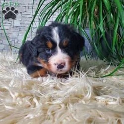 Saban/Bernese Mountain Dog									Puppy/Male	/8 Weeks,Hi and welcome to our page! We are glad you are here. Please meet our bernese puppies! They are loads of fun and love attention. We are retired farmers living on a 150 acre farm in the rolling hills of Central Ohio. Our dogs are family pets and have plenty of room to romp and play. We love our puppies and spend plenty of time cuddling each one to make sure they are well socialized! Each puppy will come with akc pre-registration form a health certificate from our certified veterinarian, a shot and dewormer record and a microchip. Also included will be a current bag of puppy food to help your puppy transition well! Please reach out with any further questions!!