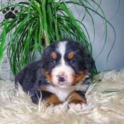 Saban/Bernese Mountain Dog									Puppy/Male	/8 Weeks,Hi and welcome to our page! We are glad you are here. Please meet our bernese puppies! They are loads of fun and love attention. We are retired farmers living on a 150 acre farm in the rolling hills of Central Ohio. Our dogs are family pets and have plenty of room to romp and play. We love our puppies and spend plenty of time cuddling each one to make sure they are well socialized! Each puppy will come with akc pre-registration form a health certificate from our certified veterinarian, a shot and dewormer record and a microchip. Also included will be a current bag of puppy food to help your puppy transition well! Please reach out with any further questions!!