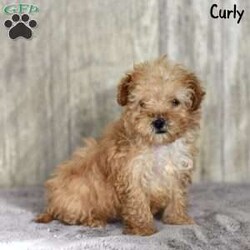 Curly/Toy Poodle									Puppy/Male	/10 Weeks,Meet Curly, an adorable Toy Poodle puppy ready to steal your heart. This little furball is not only charming but comes with assurance – microchipped, vet-checked, and up-to-date on vaccines. Curly is the epitome of health and is proudly registered with the American Canine Association (ACA). His petite size mirrors his mom, Jasmin, who weighs a dainty 7 pounds.Curly’s bright eyes and curly coat make him an irresistible companion for those seeking a loving and well-cared-for furry friend. Bring home this bundle of joy, and watch as Curly fills your days with boundless energy, loyalty, and endless cuddles.