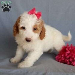 Blossom/Mini Goldendoodle									Puppy/Female	/7 Weeks,Prepare to fall in love!!! My name is Blossom and I’m the sweetest little F1b mini goldendoodle looking for my furever home! One look into my warm, loving eyes and at my silky soft coat and I’ll be sure to have captured your heart already! I’m very happy, playful and very kid friendly and I would love to fill your home with all my puppy love!! I am full of personality, and I give amazing puppy kisses! I stand out way above the rest with my beautiful, fluffy red and white coat !! I will come to you vet checked,microchipped and up to date on all vaccinations and dewormings . I come with a 1-year guarantee with the option of extending it to a 3-year guarantee and shipping is available! My mother is Sadie, an F1 mini goldendoodle weighing 35# with a heart of gold and my father is Atlas, our 16# AKC genetically clear poodle with an awesome personality and he has been genetically tested clear! Both of my parents are very sweet and kid friendly which will make me the same and they are both on the premises and available to meet! I will grow to approx 20-24# and I will be hypoallergenic and nonshedding! Why wait when you know I’m the one for you? Call or text Martha to make me the newest addition to your family and get ready to spend a lifetime of tail wagging fun with me! (7% sales tax on in home pickups)