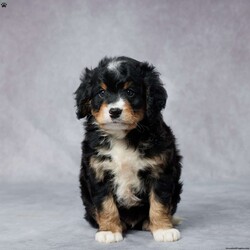 Jake/Mini Bernedoodle									Puppy/Male	/8 Weeks