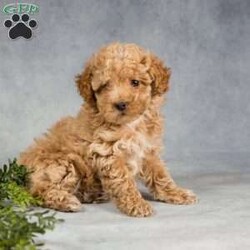 Grace/Miniature Poodle									Puppy/Female	/January 10th, 2024,These Mini Poodles are everything youv’e been waiting for! They have been lovingly raised by the Lapp family and are socialized around children, adults and other animals. The love and care shows! Each one will come to your home vet checked and up to date on vaccinations and dewormer. Don’t wait to get aquainted with your new little fur baby!