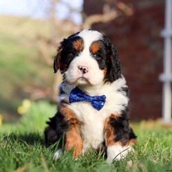 Alex/Miniature Bernese Mountain Dog									Puppy/Male	/8 Weeks,Alex is the sweetest Mini Bernese around! With his expressive face and huge puppy dog eyes he is used to getting his way:) This little sweetheart has us all wrapped around his little paw. A soft, silky coat and rambunctious personality are just a few of his winning qualities. Highly trainable, focused, and extremely adorable, the Mini Bernese was built for family life. If you are looking for a dog that will keep up with the fast-paced and ever-changing schedule of a family with kids, this is the perfect match. We socialize our pups from the moment they are born so that they join new homes with a confident and adaptable demeanor. Mom is a gorgeous Bernese Mountain Dog named Dora. Dora has a heart of gold and is the best momma to the puppies. Dad is a handsome Cavalier. He has a goofy personality and keeps us all on our toes. We love him to death. All of our pups are up to date on all vaccines and dewormer and have received a full, nose to tail exam from our vet. They also come with our 1 year genetic health guarantee. This ensures you are receiving a perfectly healthy and extremely lovable baby. If you have any more questions or would like to schedule a visit with the babies you can call or text anytime, Monday through Saturday. -Steven Weaver 