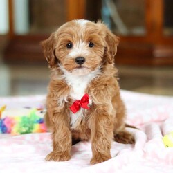 Kenny/Maltipoo									Puppy/Male	/12 Weeks,Look at this darling little Maltipoo named Kenny! The Maltipoo is a small-sized designer dog breed that is a cross between a Maltese and a Poodle. They are known for their charming appearance, friendly demeanor, and intelligence. They are often friendly, outgoing, and enjoy being around people, including children and other pets. They tend to form strong bonds with their owners and can be quite loyal and protective. Maltipoos are also intelligent dogs and respond well to training, making them suitable for obedience and agility activities.