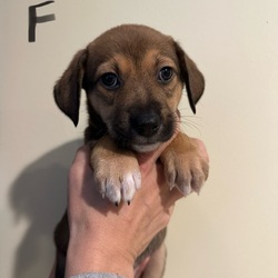 Adopt a dog:Raelynn /Dachshund/Female/Baby,This is Raelynn a Female Dachshund/Beagle mix puppy who is 8 weeks old. She is Utd with shots, dewormed and will be fixed. She is good with other dogs, cats and kids. She will need an active family who has the time to train a puppy. We’re expecting small size as an adult. Very sweet girl who loves to play! Our adoption application is available online at www.all4thedogsrescue.com

Adoption Fee is $495. Including up to date vaccines and spay/neuter.

We’re a rescue and we do not guarantee breed, size or hypoallergenic dogs. 
