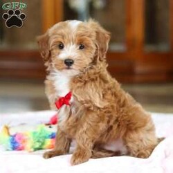 Kenny/Maltipoo									Puppy/Male	/12 Weeks,Look at this darling little Maltipoo named Kenny! The Maltipoo is a small-sized designer dog breed that is a cross between a Maltese and a Poodle. They are known for their charming appearance, friendly demeanor, and intelligence. They are often friendly, outgoing, and enjoy being around people, including children and other pets. They tend to form strong bonds with their owners and can be quite loyal and protective. Maltipoos are also intelligent dogs and respond well to training, making them suitable for obedience and agility activities.