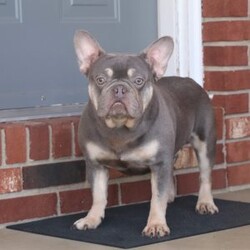 Tucker/Frenchton									Puppy/Male	/9 Weeks,Meet the cutest puppy named Tucker! He is a sturdy little Frenchton puppy that has inherited some of the best qualities from both of his parents. Frenchtons are playful, outgoing, and love to be the center of attention. He will be sure to greet you with lots of puppy kisses and with his cute little puppy-dog face you won’t be able to resist him:) We give all of our puppies lots of attention and care so they can mature with confidence, he will be sure adapt to your family in no time!