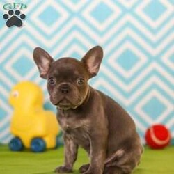 Tucker/Frenchton									Puppy/Male	/9 Weeks,Meet the cutest puppy named Tucker! He is a sturdy little Frenchton puppy that has inherited some of the best qualities from both of his parents. Frenchtons are playful, outgoing, and love to be the center of attention. He will be sure to greet you with lots of puppy kisses and with his cute little puppy-dog face you won’t be able to resist him:) We give all of our puppies lots of attention and care so they can mature with confidence, he will be sure adapt to your family in no time!