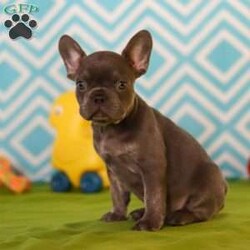 Tucker/Frenchton									Puppy/Male	/9 Weeks,Meet the cutest puppy named Tucker! He is a sturdy little Frenchton puppy that has inherited some of the best qualities from both of his parents. Frenchtons are playful, outgoing, and love to be the center of attention. He will be sure to greet you with lots of puppy kisses and with his cute little puppy-dog face you won’t be able to resist him:) We give all of our puppies lots of attention and care so they can mature with confidence, he will be sure adapt to your family in no time!