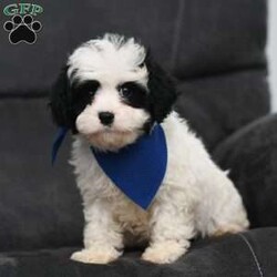 Jordon/Cavapoo									Puppy/Male	/9 Weeks,To contact the breeder about this puppy, click on the “View Breeder Info” tab above.