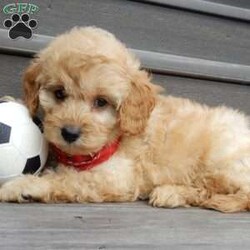 Boomer/Cavapoo									Puppy/Male	/8 Weeks,Look what you just found!! The sweetest little f1b cavapoo face you have ever seen…My name is Boomer and I would love to come home with you! I am sure with one look into my warm, sweet eyes and I’ll be sure I will have captured your heart already! I am very happy, playful and very kid friendly! I stand out above the rest with my beautiful fluffy apricot colored coat!!!  Full of personality and always ready to give amazing puppy kisses, I would love to fill your home with all of my puppy love! I have been vet checked, microchipped and I am up to date on vaccinations and dewormings and I will also come with a 1-year guarantee (extendable to 3 years) Shipping is available! My mother is Molly, our sweet 13# cavapoo with a heart of gold and my father is Boone, a 9# blue merle mini poodle and he has been genetically tested!! That makes me an F1b cavapoo and I will grow to approx. 10-12# and I will be hypoallergenic and nonshedding! !!… Why wait when you know I am meant to be yours? Call or text Martha to make me the newest addition to your family and get ready to spend a lifetime of tail wagging fun!   (7% sales tax on in home pickups) 