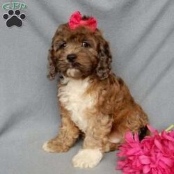 Callie/Cockapoo									Puppy/Female	/8 Weeks,Prepare to fall in love!!!  My name is Callie and I’m the sweetest little F1 cockapoo and I would love to come home with you!!!! One look into my warm, loving eyes and at my silky soft coat and I’ll be sure to have captured your heart already! I’m very happy, playful and very kid friendly and I would love to fill your home with all my puppy love!! I am full of personality, and ready for adventures! I stand out way above the rest with my beautifully marked sable merle coat and I have 1 blue eye !!… I have been vet checked head to tail, microchipped and I am up to date on all vaccinations and dewormings . I come with a 1-year guarantee with the option of extending it to a 3-year guarantee and shipping is available! My mother is our sweet Carmen, an AKC 28# cocker spaniel with a heart of gold and my father is our beautiful Nimbo, a 13# chocolate merle mini poodle and he has been  genetically tested clear!  I will grow to approx. 17-22# and I will be hypoallergenic and nonshedding! !!… Why wait when you know I’m the one for you? Call or text Martha to make me the newest addition to your family and get ready to spend a lifetime of tail wagging fun with me! (7% sales tax on in home pickups) 
