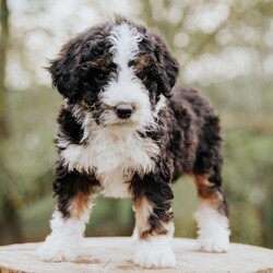 Duke/Mini Bernedoodle									Puppy/Male	/February 26th, 2024,To contact the breeder about this puppy, click on the “View Breeder Info” tab above.