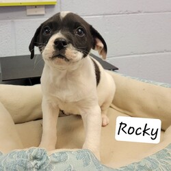 Adopt a dog:Rocky/Border Collie/Male/Young,Rocky is a puppy who found himself amongst a box of other siblings in Va next to a dumpster.  He was one of 16 rescued that day.  We took in 3 and the rest went to other rescues.  Rocky is a sweet boy and very loving.
