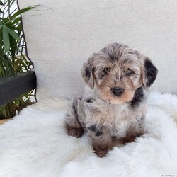 Tessa/Mini Labradoodle									Puppy/Female	/8 Weeks,  Hi my name is Tessa, and I’m looking for my forever home. I  have a very sweet, sociable personality, and love to play with children and other pets. I also love to snuggle and am enjoying myself playing in the backyard with my current family . I will come up-to-date on vaccinations, (records included) Dewormer, have a microchip, and will be vet checked (the health exams certificate will come with me as well as a written one your health guarantee against any genetic issue). I will also bring a blankie, toy, and a bag of the current food I’m eating. I am looking forward to meeting you, to schedule an appointment to meet me and my mother or video chat please call/text Martha with any questions you have. Delivering and shipping available! My mother’s name is Riley a silver Labrador (65lbs) and my father is Wade a mini poodle (10 lbs.)