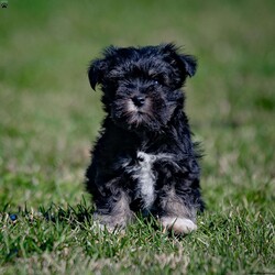 Iris/Miniature Schnauzer									Puppy/Female	/January 25th, 2024,Are you ready to invite the irresistible charm of miniature schnauzers into your life? Our enchanting litter of miniature schnauzer puppies is here, eagerly awaiting the chance to steal your heart! Known for their intelligence, affection, and unwavering loyalty, these pups are sure to bring joy and companionship into your home.