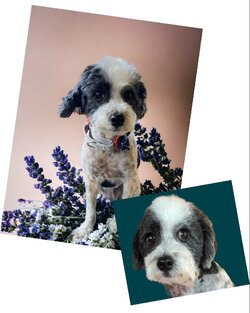 Lilah/Poodle/Female/Adult