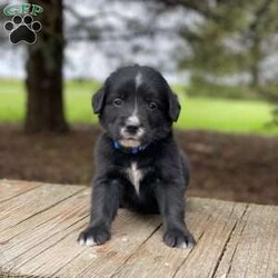 Hudson/Irish Golden Mountain Dog									Puppy/Male	/7 Weeks,Meet Hudson! He is a mellow, sweet boy and likes to go along with the flow. We expect him to grow to around 55-70 lbs as an adult. With improved longevity, hybrid vigor and genetic diversity compared to a purebred dog, our mixed breed B.I.G puppies are BIG on compassion, BIG on loving life, and BIG on their relationship with you. Oak Creeks Irish Golden Mountain Dog is a cross between a purebred Bernese Mountain Dog, and an Irish Golden Retriever. So they are typically 50% Bernese Mountain Dog, 25% Golden Retriever, and 25% Irish Setter. Since our hybrid puppies have the advantage of being a mixed breed with excellent genetic diversity, they have a reduced risk of the genetic diseases that can be found in purebred puppies. With outstanding hybrid vigor and rigorous genetic testing and OFA testing of their parents, they have an improved prospect for a long health life and can be expected to live longer than a purebred puppy of the same breeds. Our puppies are well suited for a family who wants their dog to be involved in their everyday lives and wants a willing, happy, easily trained companion but gets along great with everyone. Oak Creek offers shipping via a pet travel service to any major airport. Shipping costs $550 which covers everything including the crate and health certificate.