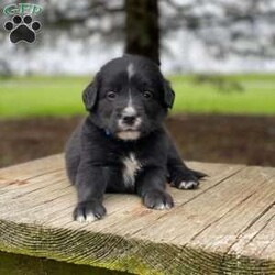 Hudson/Irish Golden Mountain Dog									Puppy/Male	/7 Weeks,Meet Hudson! He is a mellow, sweet boy and likes to go along with the flow. We expect him to grow to around 55-70 lbs as an adult. With improved longevity, hybrid vigor and genetic diversity compared to a purebred dog, our mixed breed B.I.G puppies are BIG on compassion, BIG on loving life, and BIG on their relationship with you. Oak Creeks Irish Golden Mountain Dog is a cross between a purebred Bernese Mountain Dog, and an Irish Golden Retriever. So they are typically 50% Bernese Mountain Dog, 25% Golden Retriever, and 25% Irish Setter. Since our hybrid puppies have the advantage of being a mixed breed with excellent genetic diversity, they have a reduced risk of the genetic diseases that can be found in purebred puppies. With outstanding hybrid vigor and rigorous genetic testing and OFA testing of their parents, they have an improved prospect for a long health life and can be expected to live longer than a purebred puppy of the same breeds. Our puppies are well suited for a family who wants their dog to be involved in their everyday lives and wants a willing, happy, easily trained companion but gets along great with everyone. Oak Creek offers shipping via a pet travel service to any major airport. Shipping costs $550 which covers everything including the crate and health certificate.