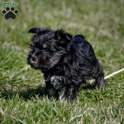 Iris/Miniature Schnauzer Puppy/Female /January 25th, 2024 Iris/Miniature Schnauzer Puppy/Female /January 25th, 2024,Are you ready to invite the irresistible charm of miniature schnauzers into your life? Our enchanting litter of miniature schnauzer puppies is here, eagerly awaiting the chance to steal your heart! Known for their intelligence, affection, and unwavering loyalty, these pups are sure to bring joy and companionship into your home.