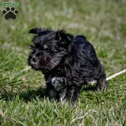 Iris/Miniature Schnauzer									Puppy/Female	/January 25th, 2024,Are you ready to invite the irresistible charm of miniature schnauzers into your life? Our enchanting litter of miniature schnauzer puppies is here, eagerly awaiting the chance to steal your heart! Known for their intelligence, affection, and unwavering loyalty, these pups are sure to bring joy and companionship into your home.