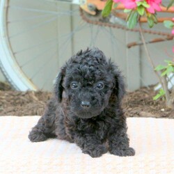 Dunkin/Bich-Poo									Puppy/Male	/March 16th, 2024