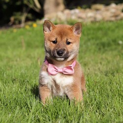 Brooke/Shiba Inu									Puppy/Female	/9 Weeks,Allow me to introduce you to the cutest Shiba Inu puppy, Brooke! She embodies the perfect blend of sweetness and spunk. With her soft, fluffy coat she is an absolute joy to snuggle. This breed is known for their spirited and independent nature, they are often described as bold, confident, and good-natured dogs. No matter where you go, your Shiba Inu will always be a head turner. Whether it’s a brisk walk in the park or a lively play session, this puppy will turn any ordinary days into an adventure! Brook will join her family with the first vet exam already completed, current on vaccines & dewormer & Microchipped. Both of her parents weigh around 14 lbs.