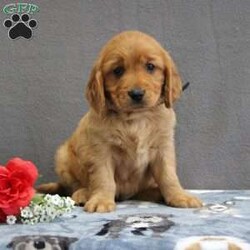 Rowan/Miniature Golden Retriever									Puppy/Male	/9 Weeks,Meet this rich red Mini Golden Retriever puppy who is off to a great start! Up to date on shots and dewormer, vet checked, socialized, and started on crate and leash training this little cutie is searching for a family who is ready to embrace the joys and adventures of raising a puppy. If you are interested in learning more about one of our Mini Golden Retriever puppies contact us today! 