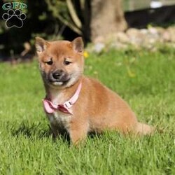 Brooke/Shiba Inu									Puppy/Female	/9 Weeks,Allow me to introduce you to the cutest Shiba Inu puppy, Brooke! She embodies the perfect blend of sweetness and spunk. With her soft, fluffy coat she is an absolute joy to snuggle. This breed is known for their spirited and independent nature, they are often described as bold, confident, and good-natured dogs. No matter where you go, your Shiba Inu will always be a head turner. Whether it’s a brisk walk in the park or a lively play session, this puppy will turn any ordinary days into an adventure! Brook will join her family with the first vet exam already completed, current on vaccines & dewormer & Microchipped. Both of her parents weigh around 14 lbs.