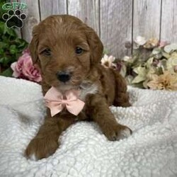 Patty/Mini Goldendoodle									Puppy/Female	/9 Weeks,Say hi to penny! Her sweet personality will make you want to make her your own! She is waiting for someone to show her love and affection! If your looking for a puppy that loves to be cuddled she is the perfect one! She will be around 25 lbs full grown! 