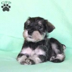 Shadow/Miniature Schnauzer									Puppy/Female	/8 Weeks,Meet this adorable Miniature Schnauzer puppy with a frisky spirit and darling eyes! This little cutie is up to date on shots and dewormer and vet checked! Each puppy comes with a health guarantee and is well socialized with children and family raised. If you are seeking a new companion to spoil and love contact Mary today! 