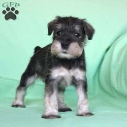 Shadow/Miniature Schnauzer									Puppy/Female	/8 Weeks,Meet this adorable Miniature Schnauzer puppy with a frisky spirit and darling eyes! This little cutie is up to date on shots and dewormer and vet checked! Each puppy comes with a health guarantee and is well socialized with children and family raised. If you are seeking a new companion to spoil and love contact Mary today! 