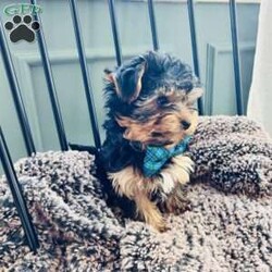 Walter/Yorkie									Puppy/Male	/8 Weeks,Adorable Yorkshire terrier ( yorkie) Male about a pound now will be about 4/5lbs full grown Natural tail FaceTime Available Very outgoing, loves everyone, both do great with kids of all ages, enjoys car rides, likes to play but cuddle too! 8 weeks old Comes vet checked, vaccinated to date, dewormed, free medical with trupanion effective immediately at pick up or delivery, health guarantee, and started on nuvet supplements to support their immature immune systems. Currently eating blue buffalo puppy Located in lake Orion Michigan 10min from Great Lakes crossing mall. Local pick up is welcomed or we have a trusted flight nanny and ground transportation anywhere in the USA We offer financing with terrace pets where they match you with a lender and they pay for the puppy and you make payments to them but get to bring your puppy home as soon as you’re approved. All credit scores considered! Early payoff no penalty. Please ask for my direct link to apply. We accept cash, zelle, venmo, or financing. Deposits aren’t required however, We do NOT hold puppies without a deposit. Deposits are $200. 