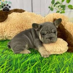 Sophie/French Bulldog									Puppy/Female	/8 Weeks,Say Hello to Sophie a Adorable AKC Registered Rope French Bulldog Puppy!  Our loving family is excited to introduce this adorable litter!  These sweet pups have been vet-checked, vaccinated, and dewormed, ensuring they’re in the best of health. Raised in a nurturing environment, they’re well-socialized. 