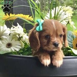 Hunter/Cavalier King Charles Spaniel									Puppy/Male	/7 Weeks,Meet hunter he is a friendly, well socialized, playful,cavalier puppy. He is vet checked microchipped, updated on shots and worming. He is ready to meet his new family.