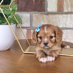 Hunter/Cavalier King Charles Spaniel									Puppy/Male	/7 Weeks