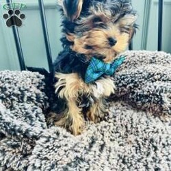 Walter/Yorkie									Puppy/Male	/8 Weeks,Adorable Yorkshire terrier ( yorkie) Male about a pound now will be about 4/5lbs full grown Natural tail FaceTime Available Very outgoing, loves everyone, both do great with kids of all ages, enjoys car rides, likes to play but cuddle too! 8 weeks old Comes vet checked, vaccinated to date, dewormed, free medical with trupanion effective immediately at pick up or delivery, health guarantee, and started on nuvet supplements to support their immature immune systems. Currently eating blue buffalo puppy Located in lake Orion Michigan 10min from Great Lakes crossing mall. Local pick up is welcomed or we have a trusted flight nanny and ground transportation anywhere in the USA We offer financing with terrace pets where they match you with a lender and they pay for the puppy and you make payments to them but get to bring your puppy home as soon as you’re approved. All credit scores considered! Early payoff no penalty. Please ask for my direct link to apply. We accept cash, zelle, venmo, or financing. Deposits aren’t required however, We do NOT hold puppies without a deposit. Deposits are $200. 