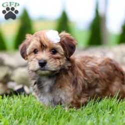Wanda/Morkie / Yorktese Puppy/Female /8 Weeks Wanda/Morkie / Yorktese Puppy/Female /8 Weeks,Meet Wanda, the most adorable Morkie puppy you’ve ever laid eyes on! This little girl combines the best of both worlds with its Maltese and Yorkshire Terrier heritage. With her soft, silky fur and endearing button nose, she steals the hearts of everyone she meets. Playful and affectionate, she loves to cuddle and will quickly become your loyal companion. Her tiny size only adds to the charm, making her the perfect companion for any loving home. Whether you’re looking for a playful playmate or a snuggle buddy, she is the perfect choice!
