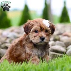 Wanda/Morkie / Yorktese Puppy/Female /8 Weeks Wanda/Morkie / Yorktese Puppy/Female /8 Weeks,Meet Wanda, the most adorable Morkie puppy you’ve ever laid eyes on! This little girl combines the best of both worlds with its Maltese and Yorkshire Terrier heritage. With her soft, silky fur and endearing button nose, she steals the hearts of everyone she meets. Playful and affectionate, she loves to cuddle and will quickly become your loyal companion. Her tiny size only adds to the charm, making her the perfect companion for any loving home. Whether you’re looking for a playful playmate or a snuggle buddy, she is the perfect choice!