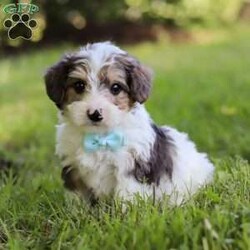 Duke/Yorkie Poo									Puppy/Male	/6 Weeks,Duke’s cute little face is what dreams are made of! His expressive eyes are just begging you to hold him and love on him. He is a super smart little guy with boundless happy energy, always ready for the next adventure! Though small, he is mighty at heart with his “big dog” personality. He would love going everywhere with you…running errands, beach vacations, or just exploring the backyard. He has been loved and doted on thus far in his life, giving him a great start and helping him be more comfortable in the world around him. He is Microchipped and we kept him current on vaccines and dewormer and has had his first puppy vet exam done. We also include a Health Guarantee. Mama is a super sweet Mini Poodle named Jewel weighing in at a darling 10 lbs. Dad is a handsome Yorkie named Lynn weighing 12 lbs. If you want to schedule a visit with this little one or have any questions you can text or call at. -Daniel Yoder