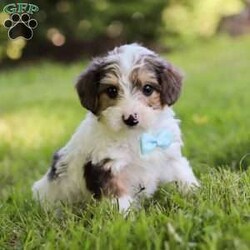 Duke/Yorkie Poo									Puppy/Male	/6 Weeks,Duke’s cute little face is what dreams are made of! His expressive eyes are just begging you to hold him and love on him. He is a super smart little guy with boundless happy energy, always ready for the next adventure! Though small, he is mighty at heart with his “big dog” personality. He would love going everywhere with you…running errands, beach vacations, or just exploring the backyard. He has been loved and doted on thus far in his life, giving him a great start and helping him be more comfortable in the world around him. He is Microchipped and we kept him current on vaccines and dewormer and has had his first puppy vet exam done. We also include a Health Guarantee. Mama is a super sweet Mini Poodle named Jewel weighing in at a darling 10 lbs. Dad is a handsome Yorkie named Lynn weighing 12 lbs. If you want to schedule a visit with this little one or have any questions you can text or call at. -Daniel Yoder