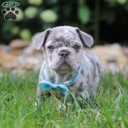 Gregory/Frenchton									Puppy/Male	/6 Weeks,Meet our darling Frenchton, Gregory, a delightful blend of French Bulldog and Boston Terrier charm. This little pup is an absolute bundle of joy, boasting an adorably wrinkled face, expressive eyes, and a compact, sturdy build that’s sure to win your heart. With their unique blend of spunk and affection, this little guy is the perfect companion for any family.This sweet puppy is not only cute but also has a playful and friendly demeanor, making them an instant favorite with everyone they meet. They are incredibly affectionate and love to snuggle, but they also have a lively side, always ready for playtime and adventures. 