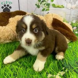 Dash/Australian Shepherd									Puppy/Male	/7 Weeks,Meet Dash, a delightful and affectionate AKC Registered Australian Shepard. This fun-loving and beautiful companion is eagerly awaiting a forever family. With a soft and cuddly nature, that is  sure to bring love and joy into any home.