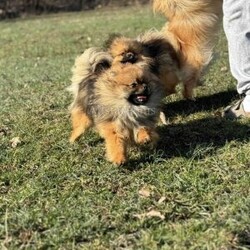 Little Beanie/Pomeranian									Puppy/Male	/8 Weeks,Beanie is a Black & Tan Pomeranian who is expected to be around 3-5 pounds full grown. Momma is Pepper and Dad is Neyo! He is available to a pet home only! NO BREEDERS! Beanie is from Grand Champion Lines! 