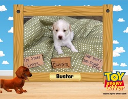 Adopt a dog:me/Labrador Retriever/Male/Baby,**Fostered in Manassas VA**

Meet Buster from the Toy Story Litter! This little guy was born to Mama Daffy on 4/24/24 and will be ready to head to her forever home on July 20th.

Buster and his 9 other littermates are learning to spend time in crates and also love their toys. They enjoy going outside and are doing great learning the new sounds and experiences outdoors. 

Apply now at www.foreverchangedar.org/adopt-a-pet if you live in DC MD VA.

Due to the puppy's young age, adopter of this puppy will be required to sign a contract legally obligating you to have the animal altered and include a spay/neuter fee at the time of adoption for a future spay/neuter paid for by FCAR with one of our affiliated veterinarians.

They are up-to-date on age appropriate vaccines and preventatives. The adopter will need to arrange for the puppy's spayed/neutered surgery for when the puppy turns 6 months of age, and the cost of the procedure is included in the spay/neuter fee collected at the time of adoption.

**If you're viewing this on Petfinder, please visit www.foreverchangedar.org/adopt-a-pet to complete our non-binding adoption application.**