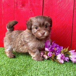 Daisy/Havanese									Puppy/Female	/8 Weeks,  Daisy is an adorable little light sable chocolate Akc registered havanese puppy! Family raised and well socialized! Up to date with all shots and dewormings! Comes with a health guarantee! Delivery available! Contact us today to get your new family member!