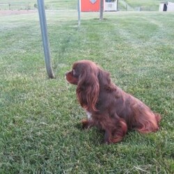 Cade/Cavalier King Charles Spaniel									Puppy/Male	/10 Weeks,This sweet and adorable Cavalier King Charles Spaniel is looking for a forever family!